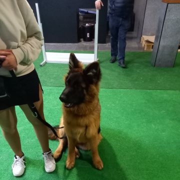 Gugadogs - Guimarães - Hotel e Creche para Animais