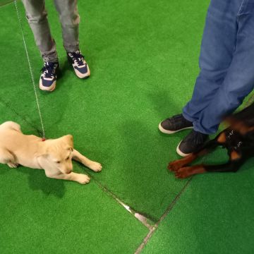Gugadogs - Guimarães - Banhos e Tosquias para Animais
