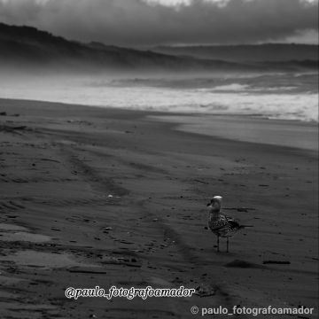 PauloAlexandre_Fotografia - Seixal - Fotografia Glamour / Boudoir / Sensual