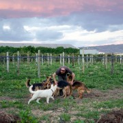 Canisa - Centro de Treinos e Hotel Canino - Braga - Treino Animal e Modificação Comportamental (Não-canino)