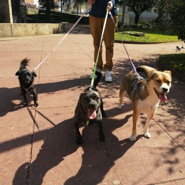 Pet Boarding and Daycare - Bruna Silva - 