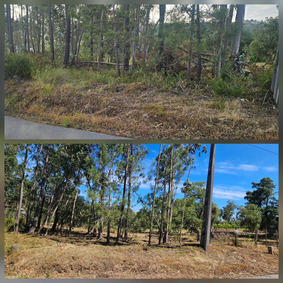 InovoGreen Serviços Florestais e Ambientais - Ourém - Remoção de Arbustos