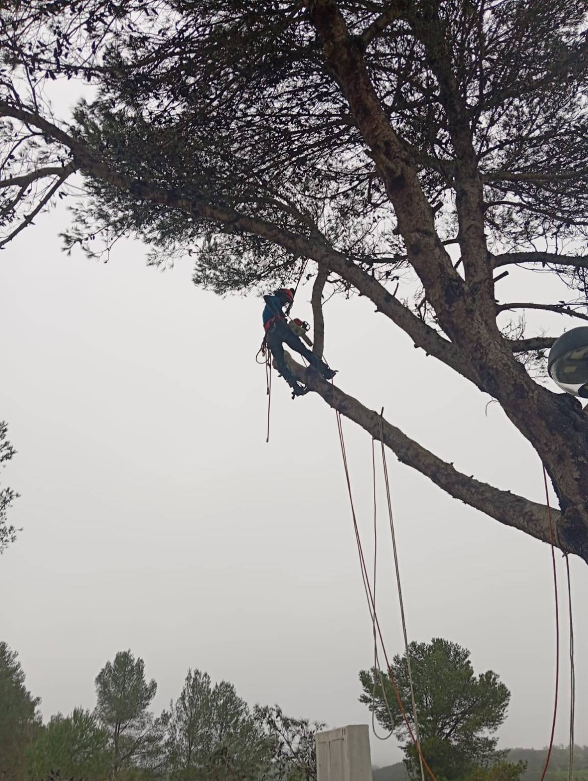 Lcr Tree Service - Lagos - Tree Trimming and Maintenance