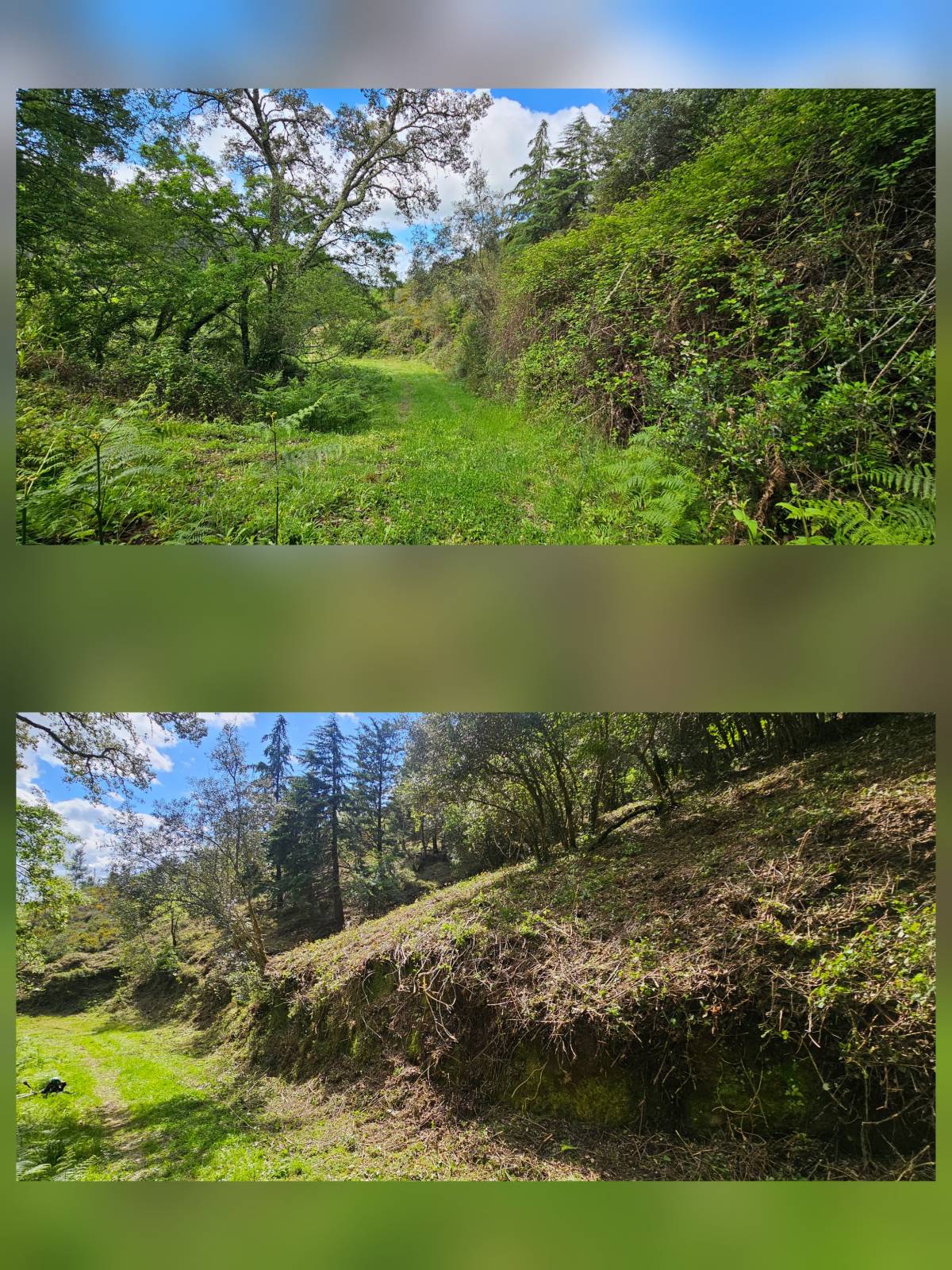 InovoGreen Serviços Florestais e Ambientais - Ourém - Poda e Manutenção de Árvores