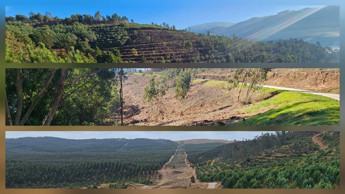 InovoGreen Serviços Florestais e Ambientais - Ourém - Jardinagem e Relvados