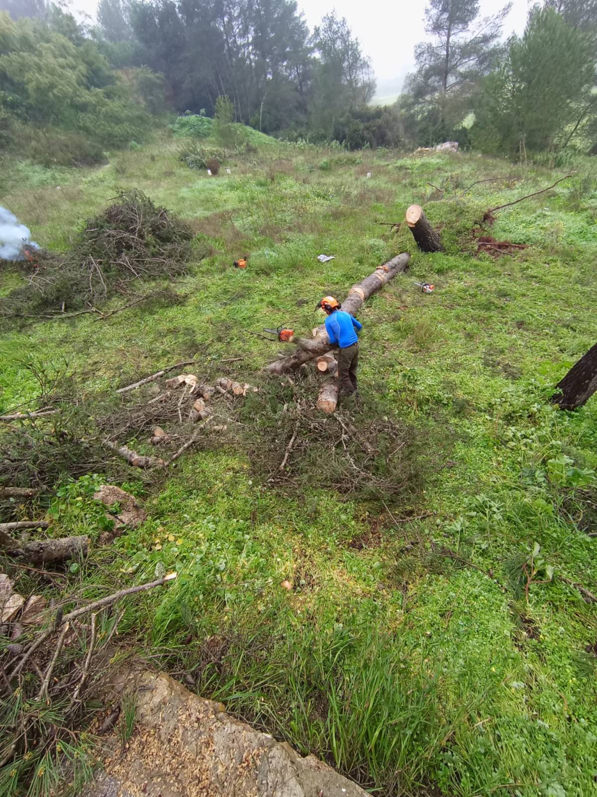 Lcr Tree Service - Lagos - Gardening
