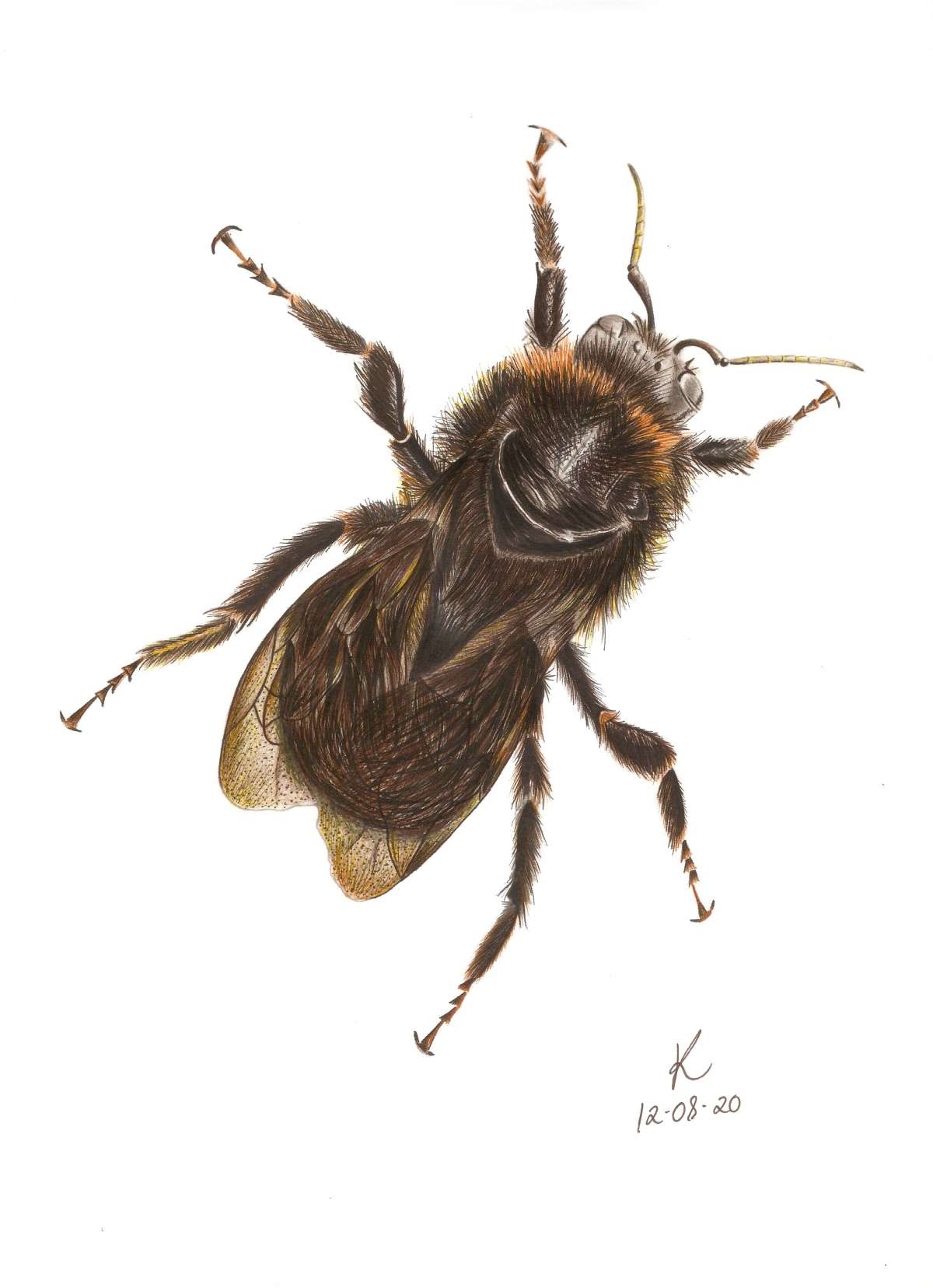 Kalli Horn - Faro - Illustrating