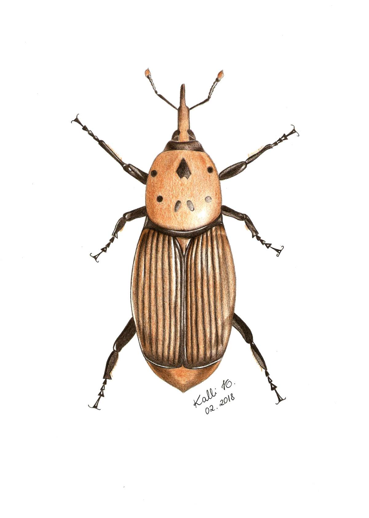 Kalli Horn - Faro - Illustrating