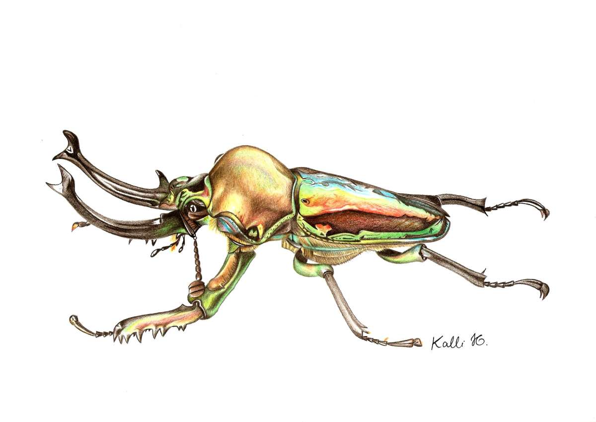 Kalli Horn - Faro - Illustrating