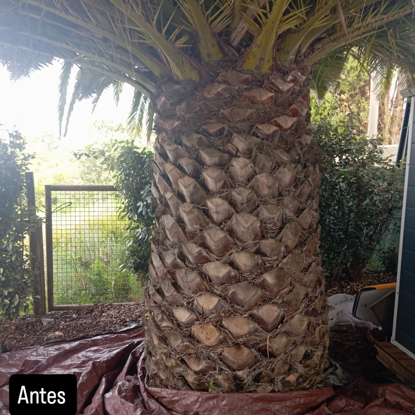 Lcr Tree Service - Lagos - Lawncare