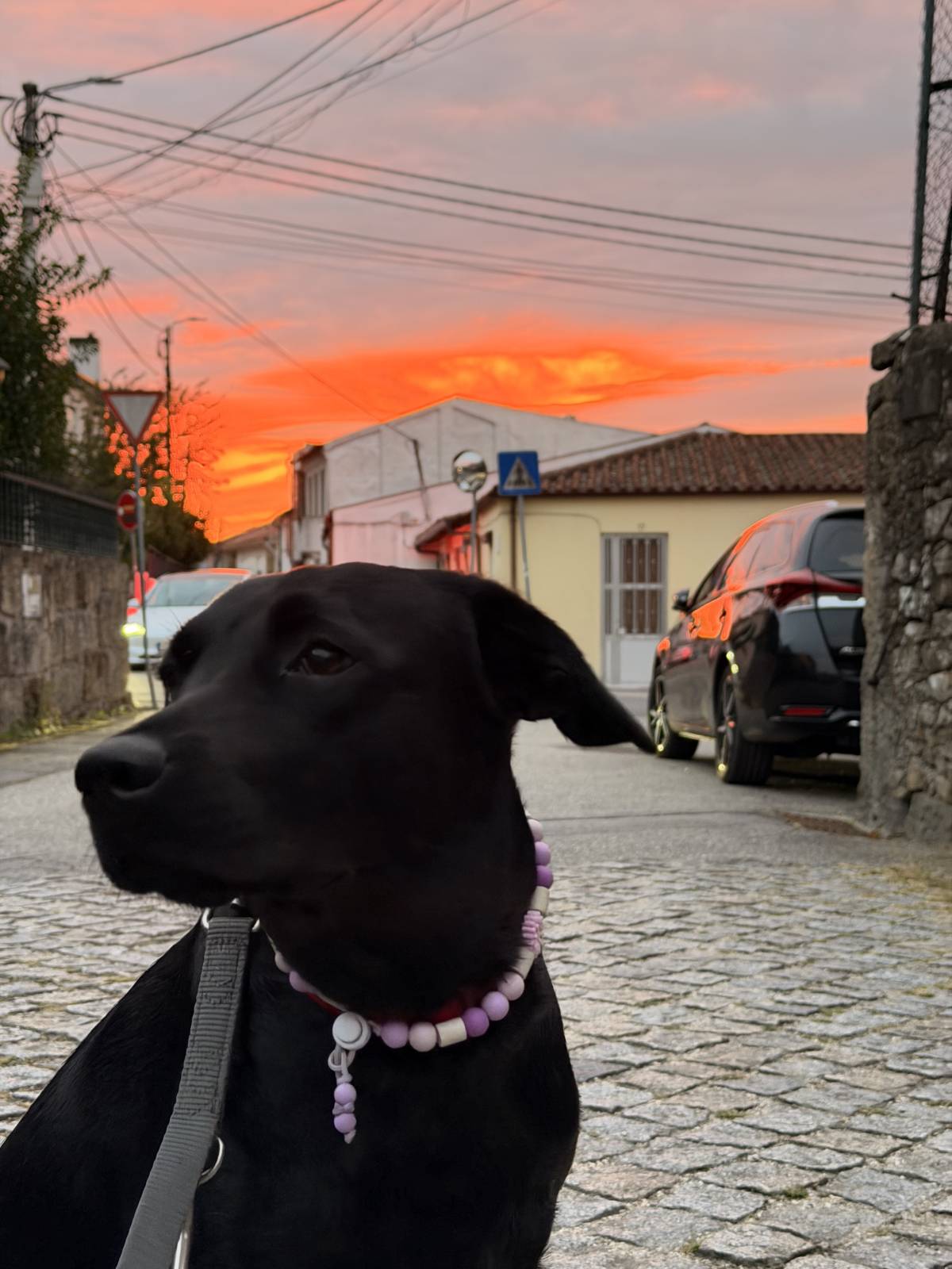 Grey - Braga - Garde de chat