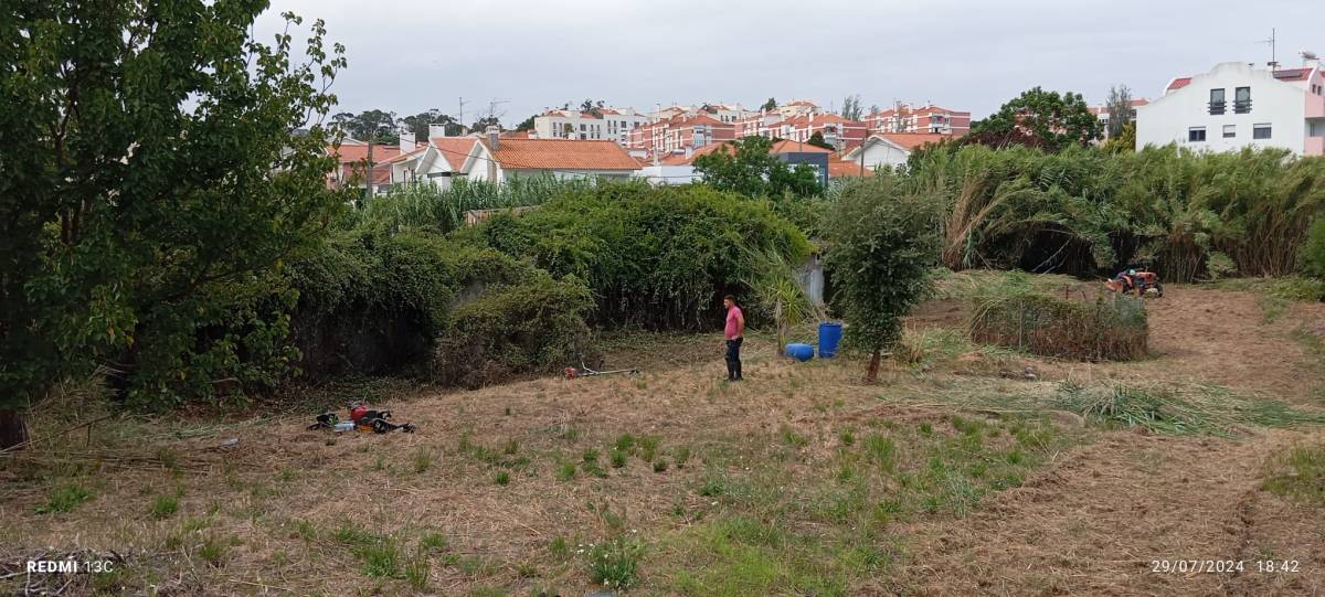 Miguel Neves - Chamusca - Tree Trimming and Maintenance