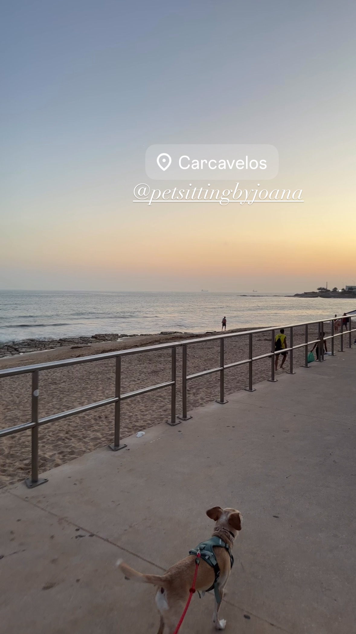 Joana Galvão - Cascais - Tutorías para múltiples asignaturas