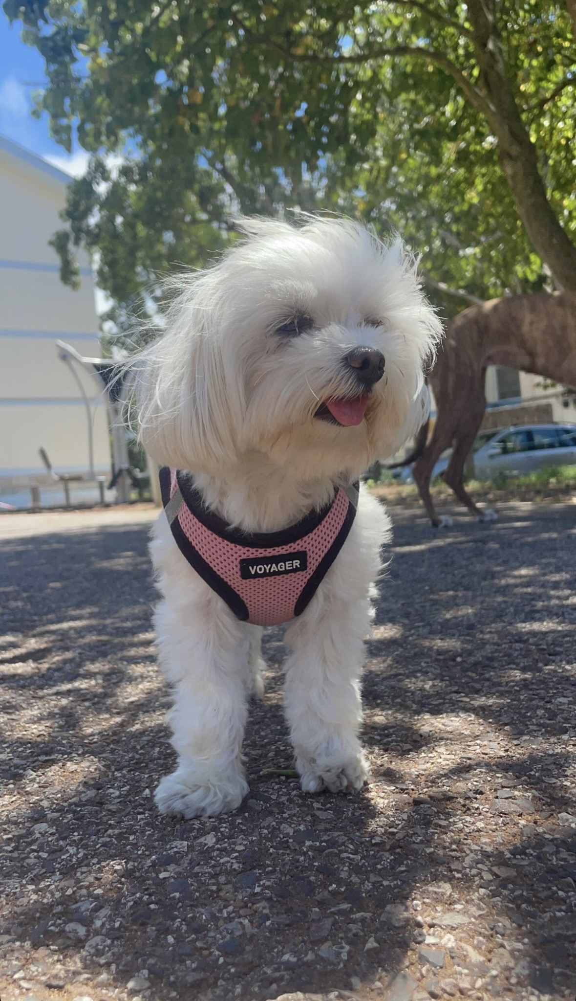 Joana Galvão - Cascais - Cuidar tus mascotas