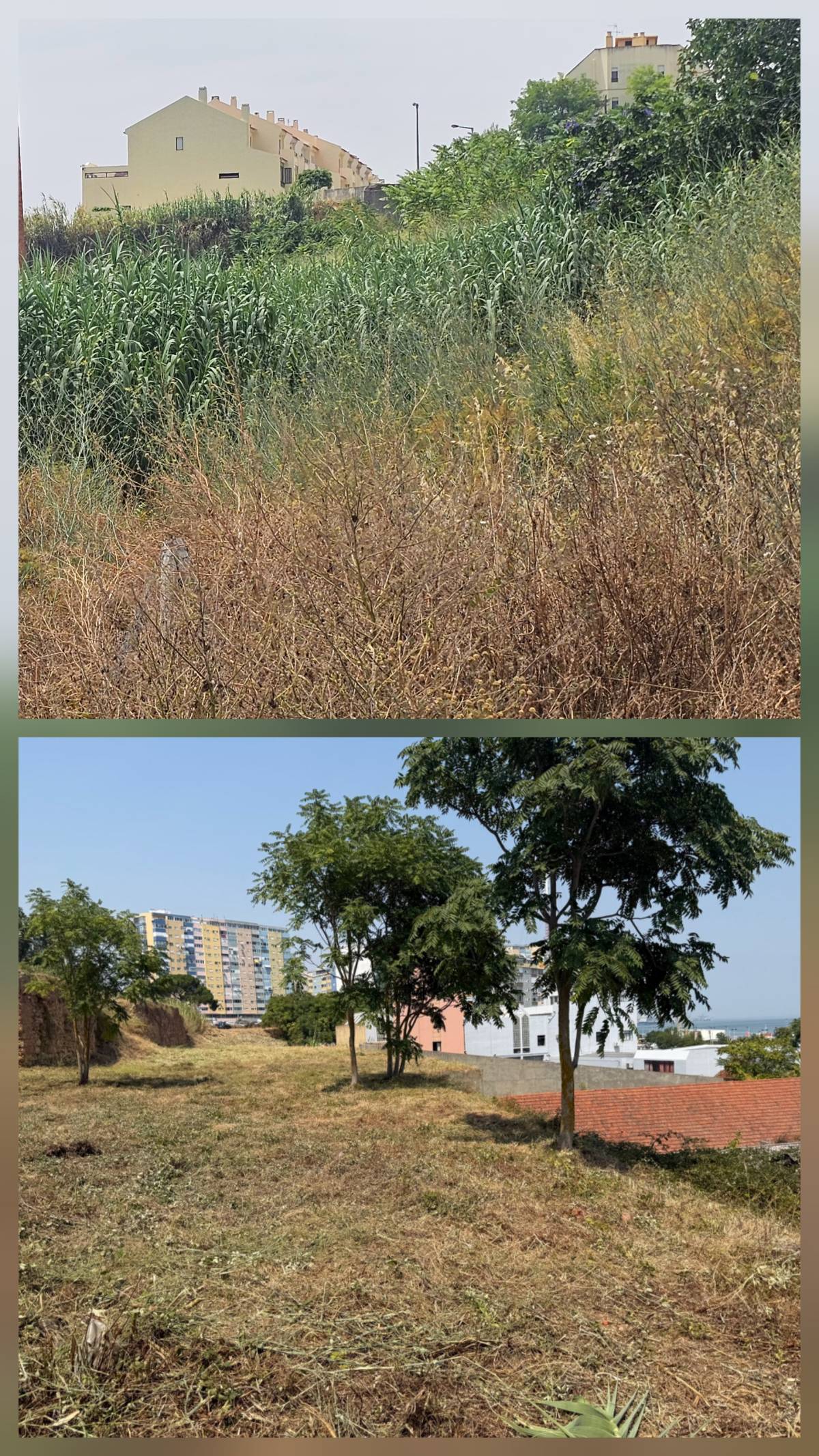InovoGreen Serviços Florestais e Ambientais - Ourém - Remoção de Arbustos