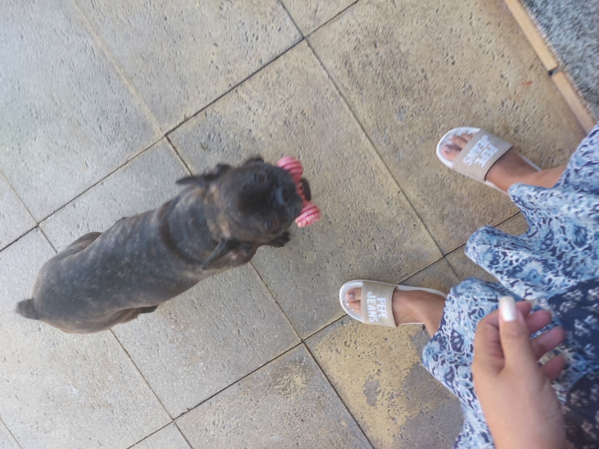Aurea Araújo - Póvoa de Varzim - Dog Hotel