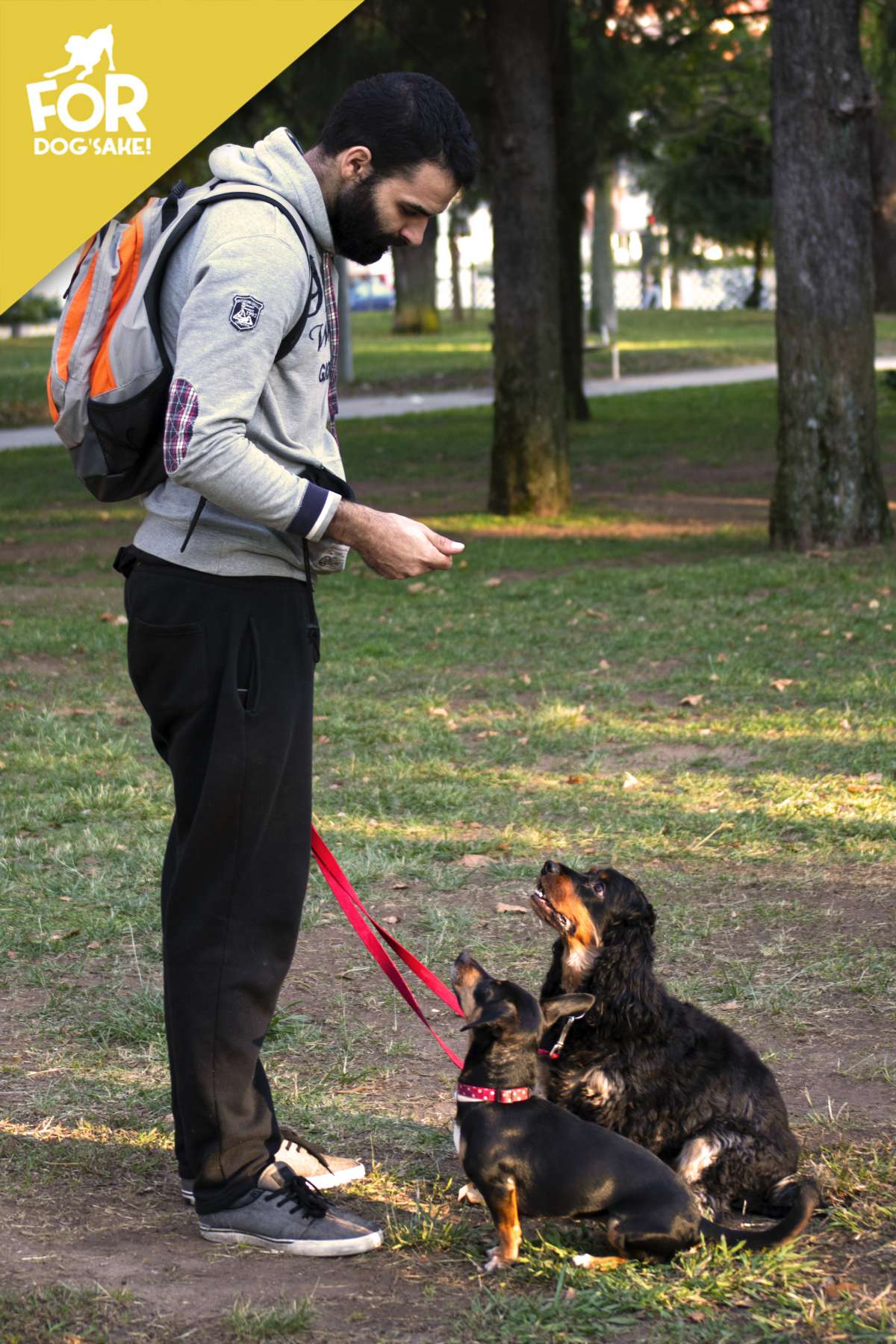 For Dog's Sake! - Sintra - Adiestramiento de perros