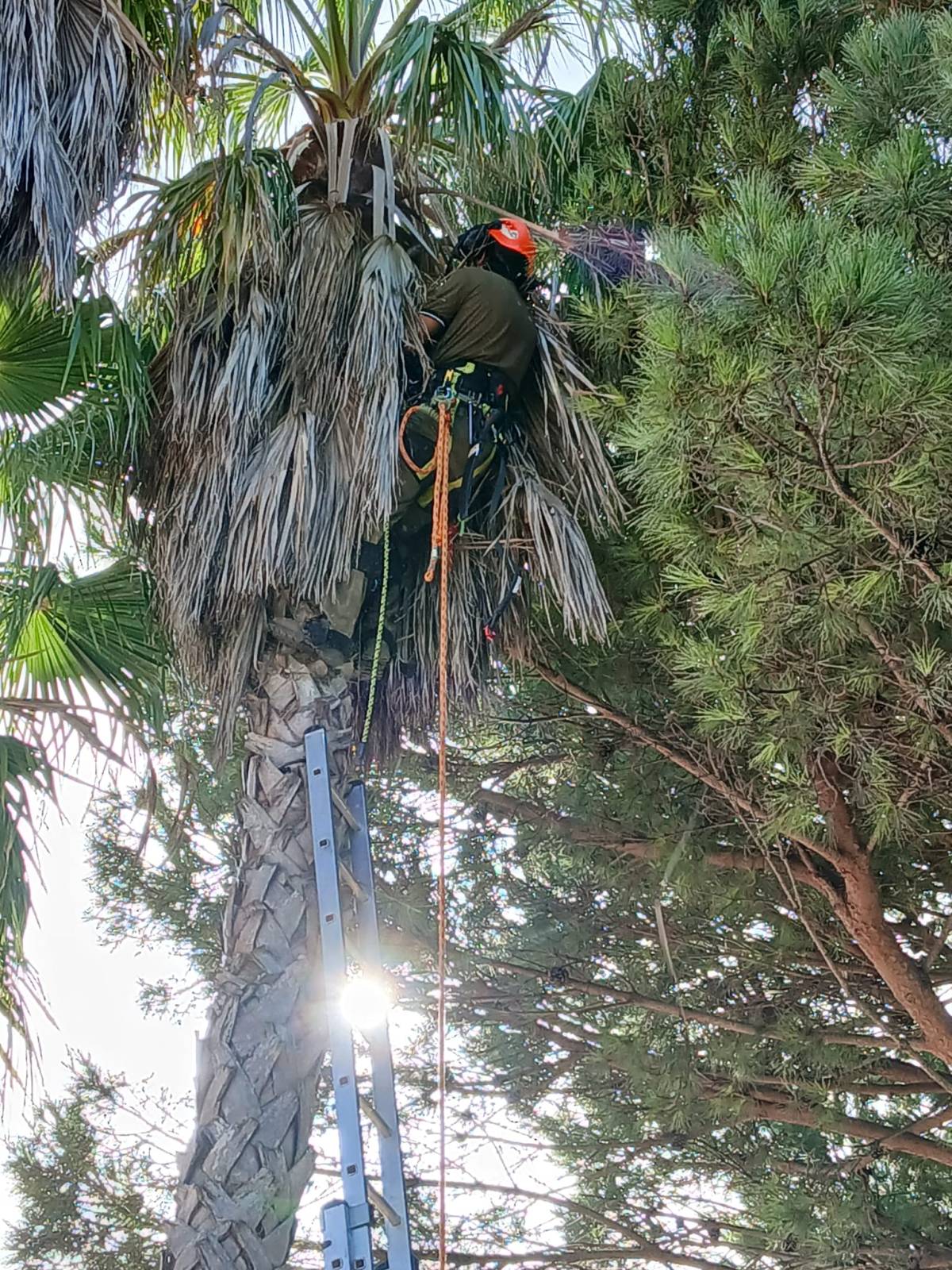 Lcr Tree Service - Lagos - Tree Stump Grinding and Removal