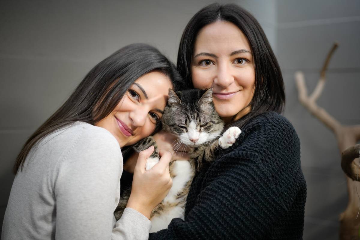 CatSisters - Vila Nova de Famalicão - Cat Sitting