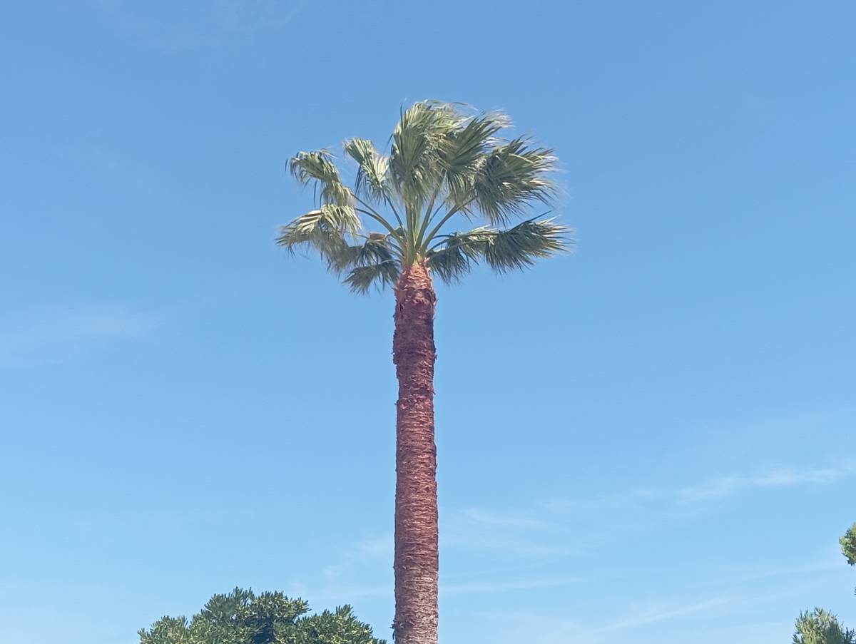 Lcr Tree Service - Lagos - Multi Service Lawn Care