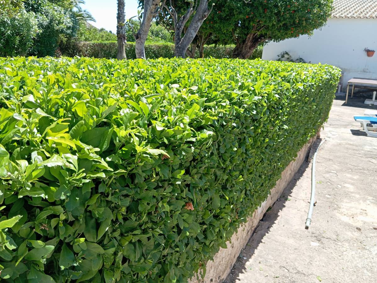 Lcr Tree Service - Lagos - Tree Trimming and Maintenance