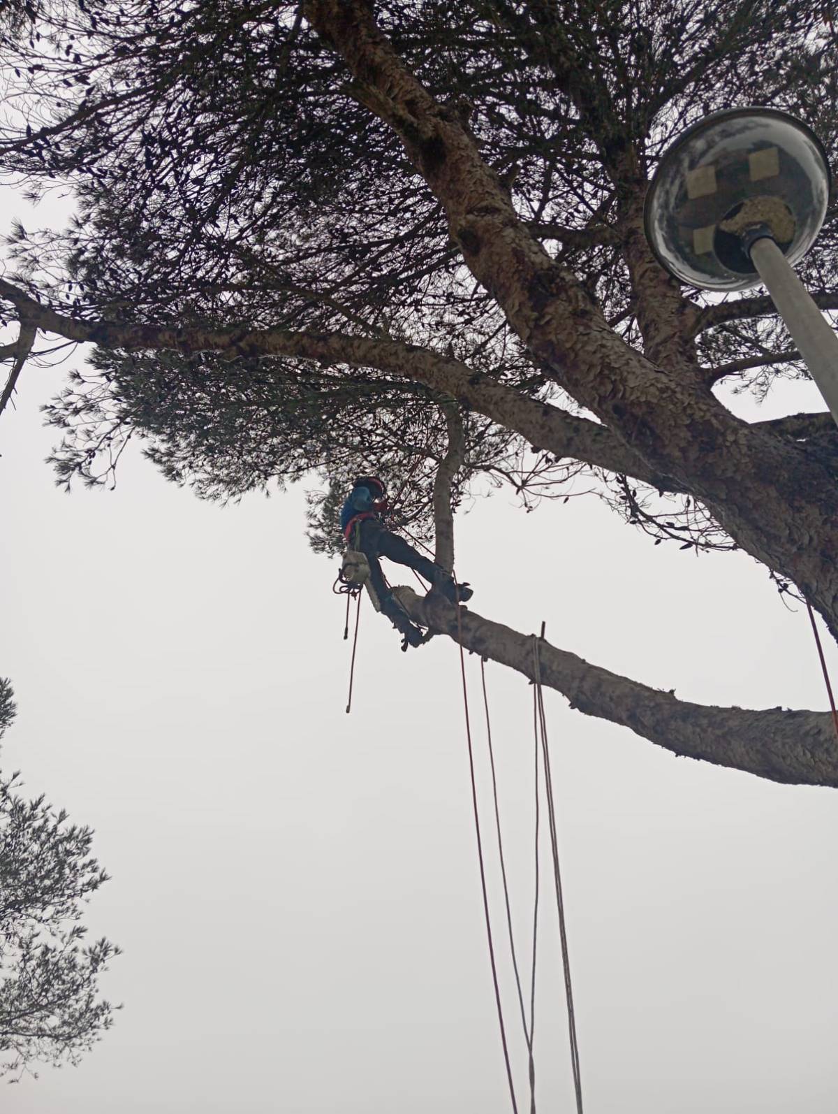 Lcr Tree Service - Lagos - Land Clearance