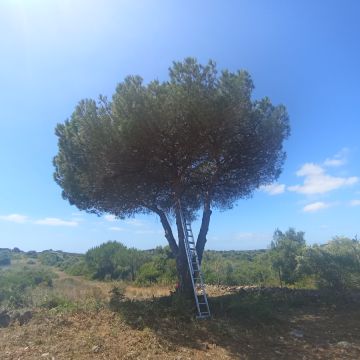 Lcr Tree Service - Lagos - Lawn Mowing and Trimming