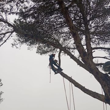 Lcr Tree Service - Lagos - Tree Trimming and Maintenance