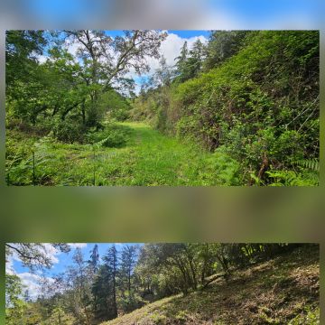 InovoGreen Serviços Florestais e Ambientais - Ourém - Poda e Manutenção de Árvores