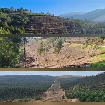 InovoGreen Serviços Florestais e Ambientais - Ourém - Jardinagem e Relvados
