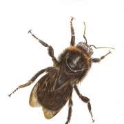 Kalli Horn - Faro - Illustrating