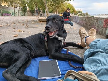 Celma - Porto - Dog Sitting