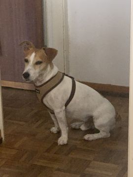 Hotel para Cães