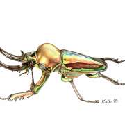 Kalli Horn - Faro - Illustrating