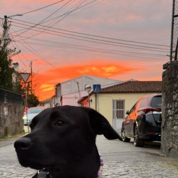 Grey - Braga - Garde de chat