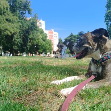 For Dog's Sake! - Sintra - Adiestramiento de perros - Clases privadas