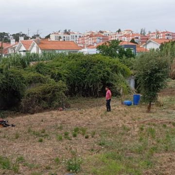 Miguel Neves - Chamusca - Tree Trimming and Maintenance