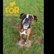 For Dog's Sake! - Sintra - Adiestramiento de perros - Clases privadas
