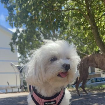 Joana Galvão - Cascais - Cuidar tus mascotas