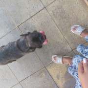 Aurea Araújo - Póvoa de Varzim - Dog Hotel