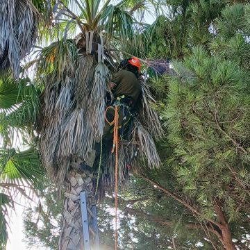 Lcr Tree Service - Lagos - Tree Stump Grinding and Removal