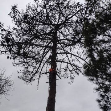 Filipe Plácido Arborista - Maia - Remoção de Arbustos