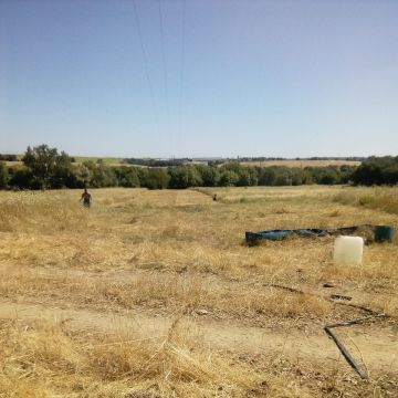 Miguel Neves - Chamusca - Tree Stump Grinding and Removal