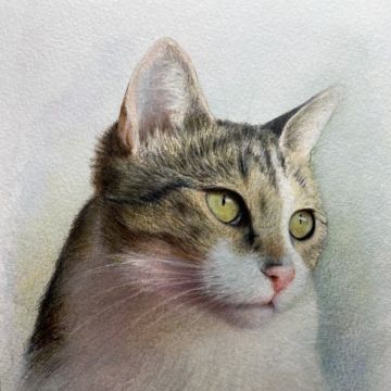 Dany Ferreira - Guimarães - Illustration