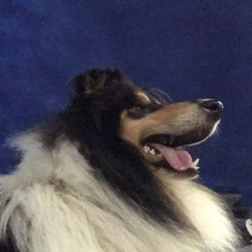 Rebeca Brucker - Viseu - Baths and Grooming for Animals