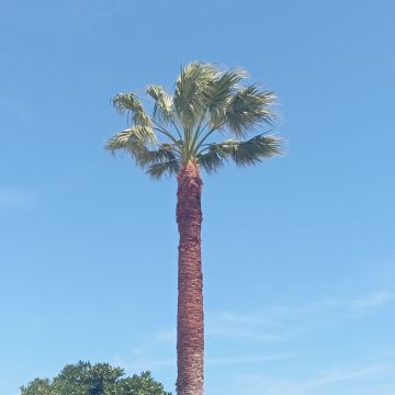 Lcr Tree Service - Lagos - Multi Service Lawn Care