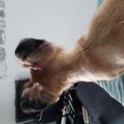 Paula Mestre  - Pet groomer - Faro - Dog Sitting