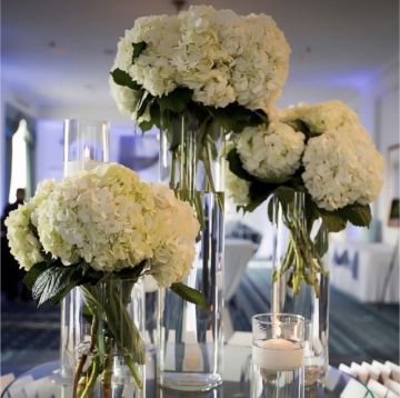 Why not ? Wedding planner - Lisboa - Ventriloquismo