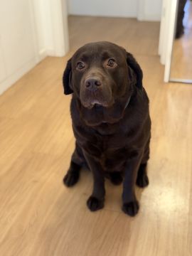 Hotel para Cães