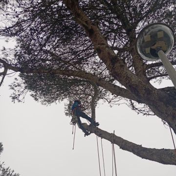 Lcr Tree Service - Lagos - Land Clearance